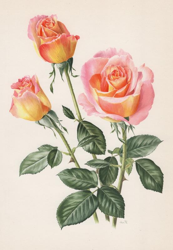 Rose 'Silva' Roses Offset Litho 1965 Anne Marie TRECHSLIN | eBay