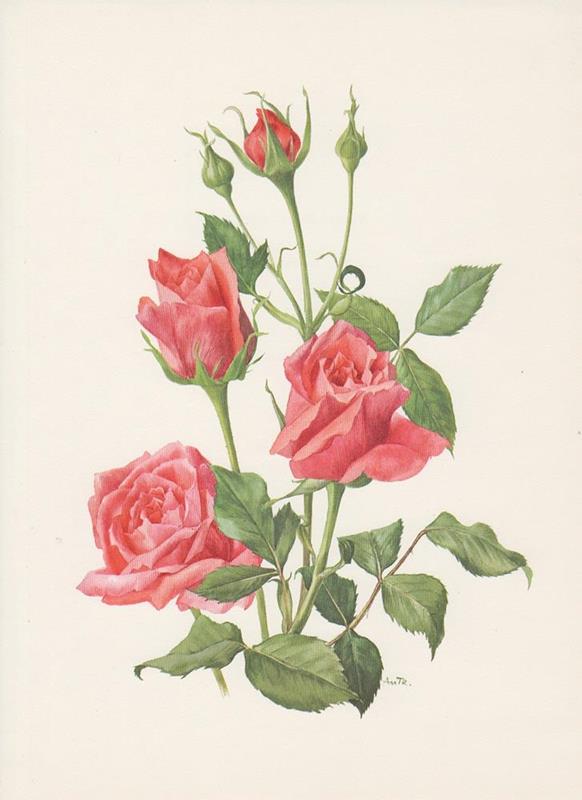 Rose 'Spartan' Roses Offset Litho 1965 Anne Marie TRECHSLIN Roses | eBay