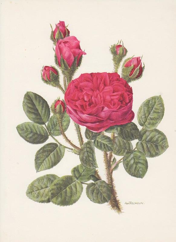 Rose 'Montezuma' Roses Offset Litho 1965 Anne Marie TRECHSLIN Roses | eBay